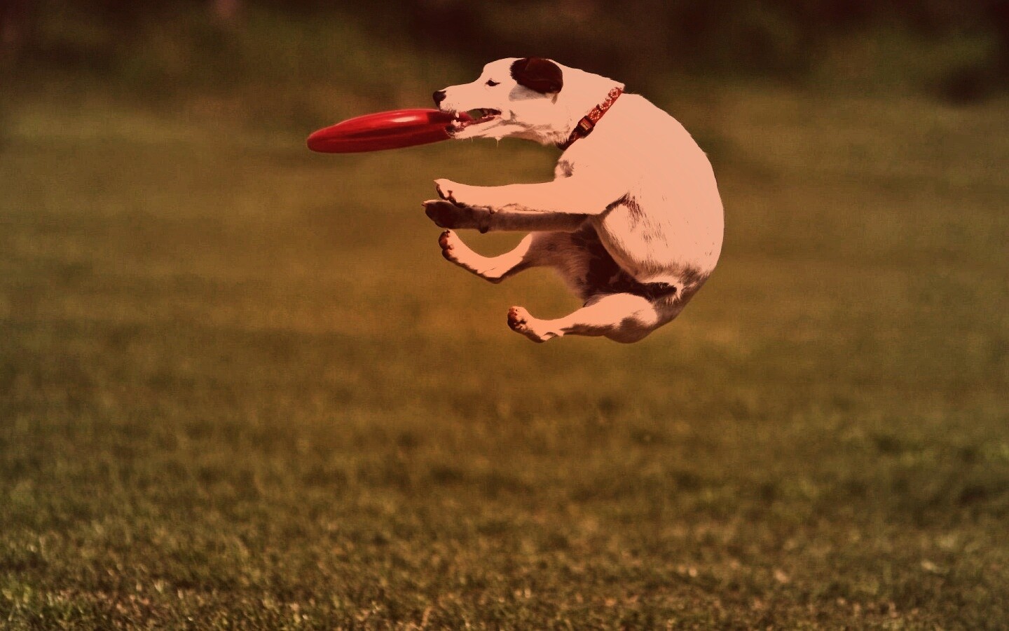 Ловкач обои