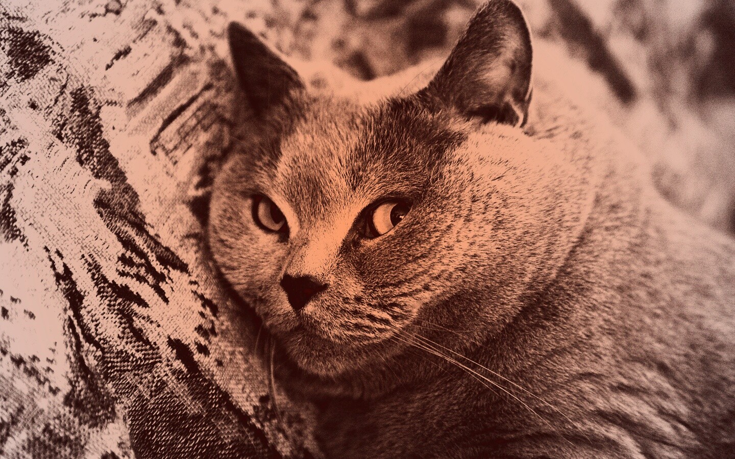 Щекастый британский котик обои