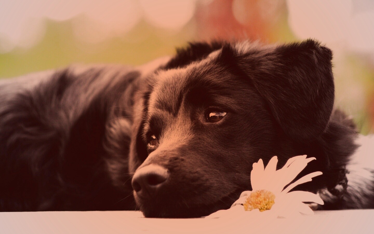 Собака с ромашкой обои