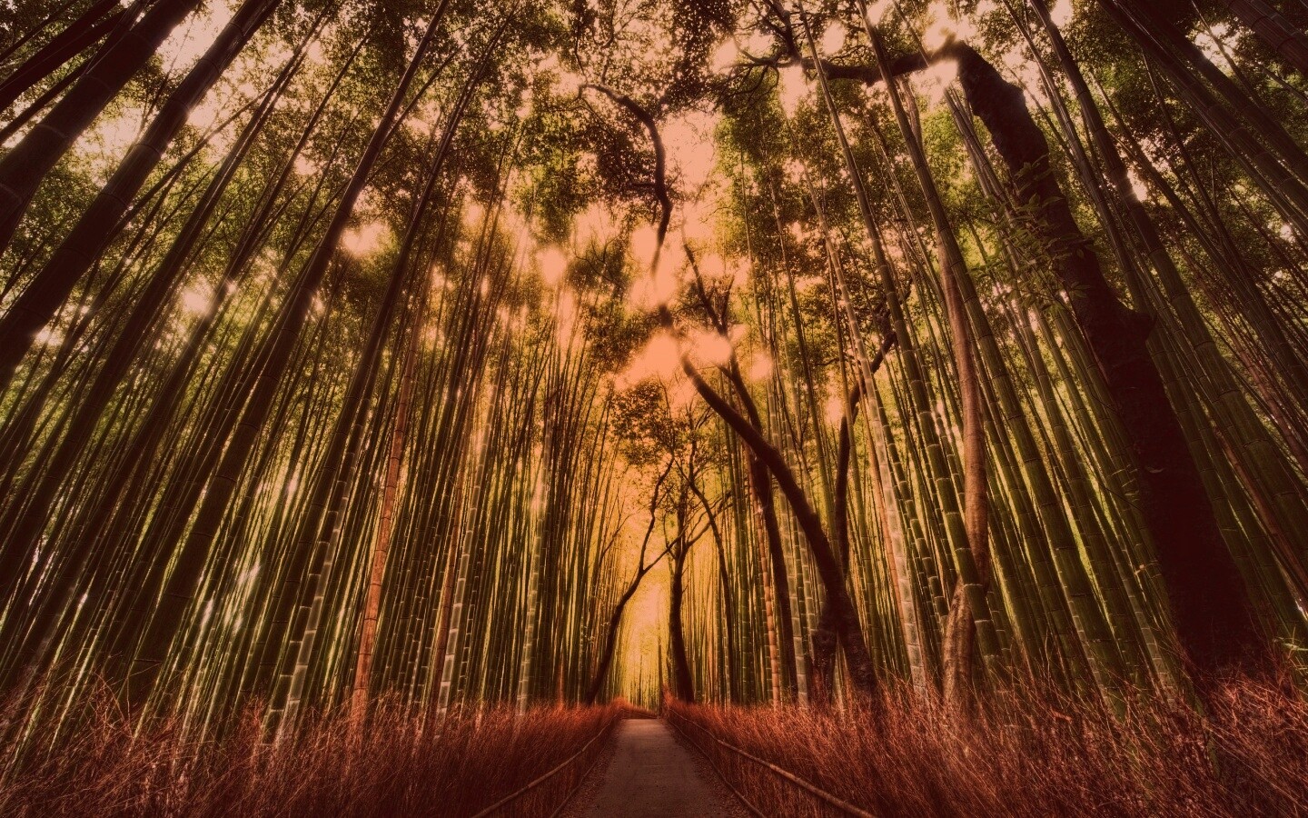 Дорога в тростниковых зарослях обои