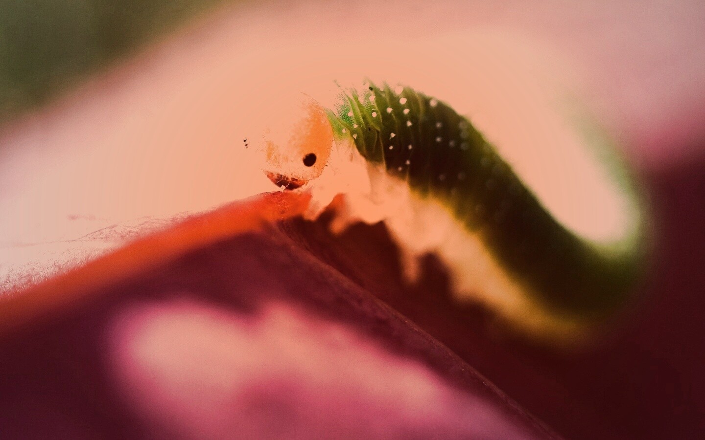 Гусеница бабочки на лепестке обои