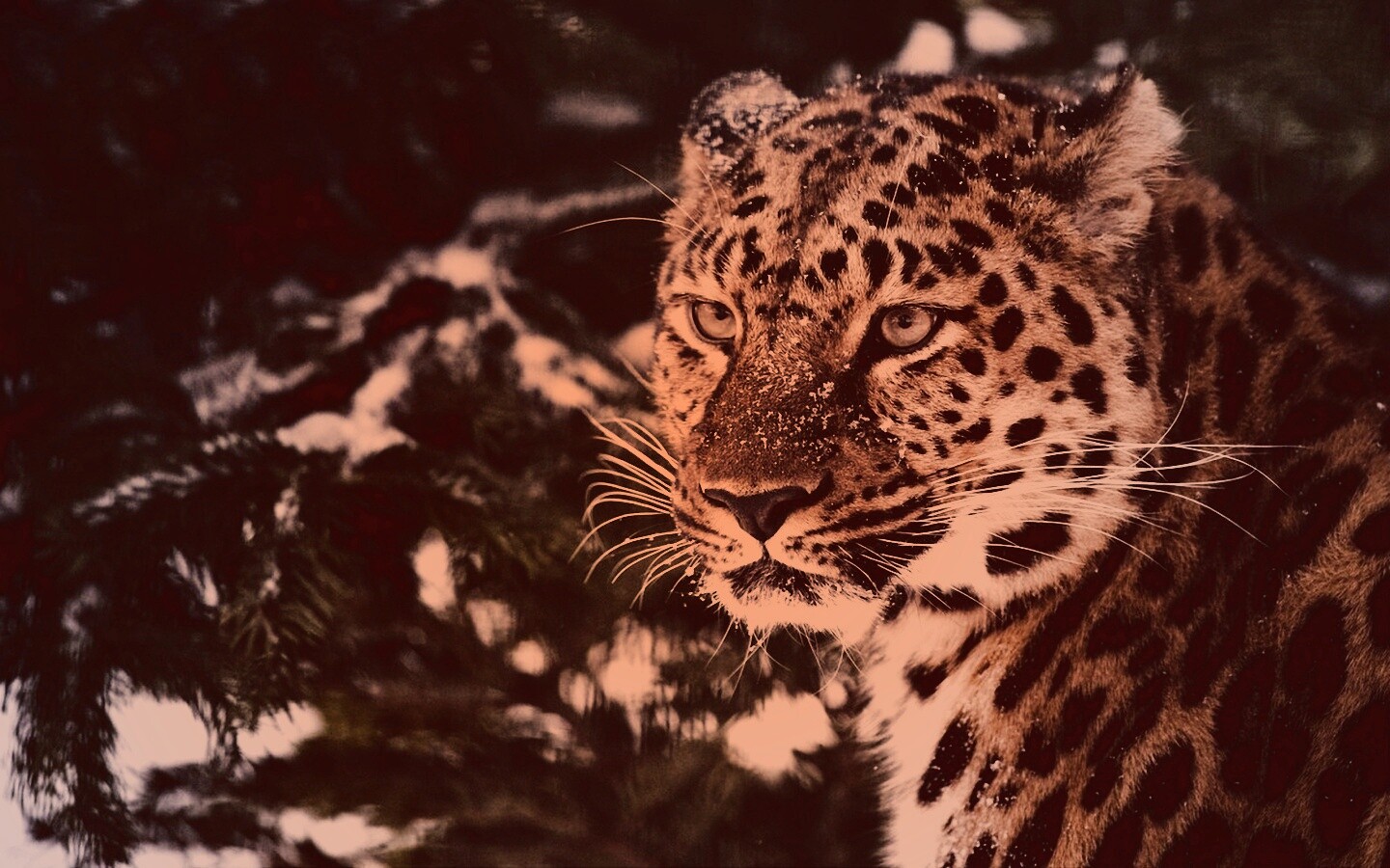 Леопард у заснеженной ели обои