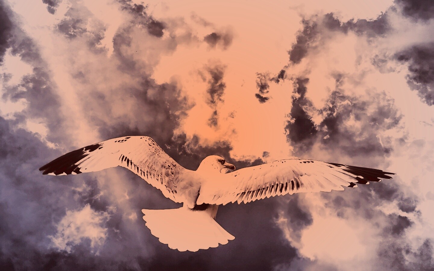 Гордая птица в полете обои