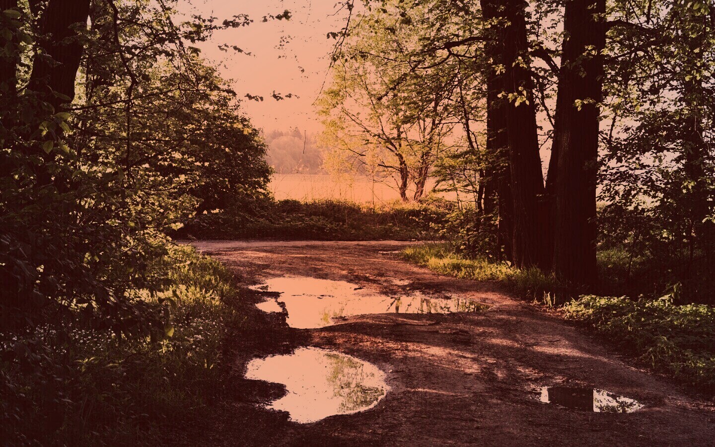 Лесная дорога обои