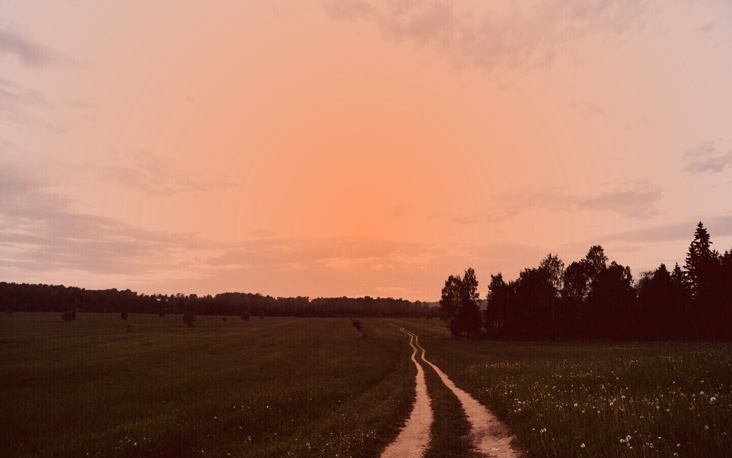 Дорога к лесу обои