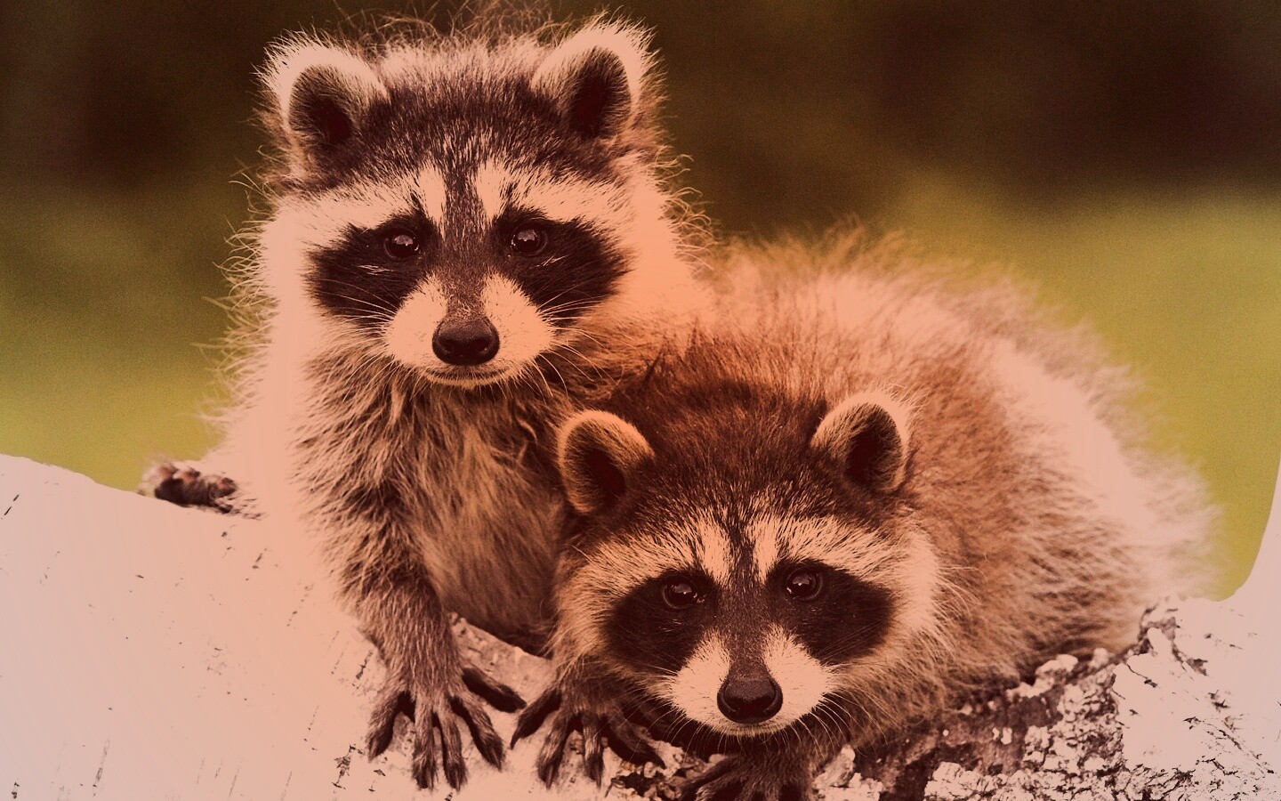 Полосатики обои