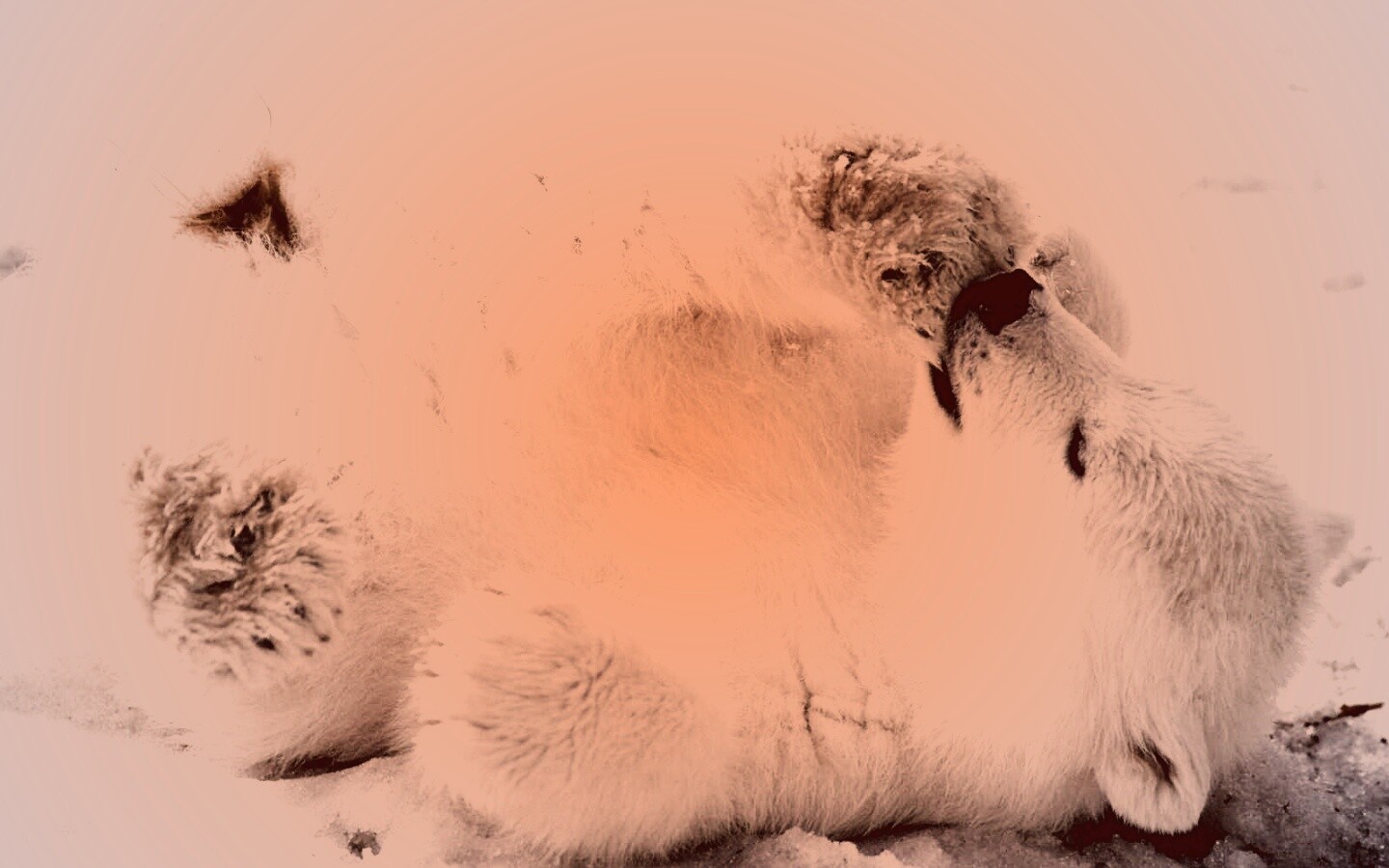 Мишка на севере обои