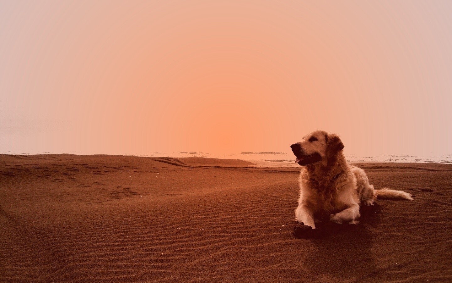 Красивая собака на оранжевом песке обои