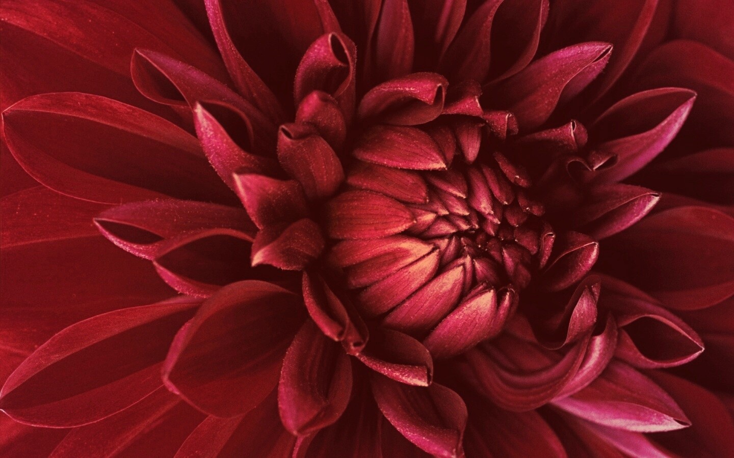 Цветок обои