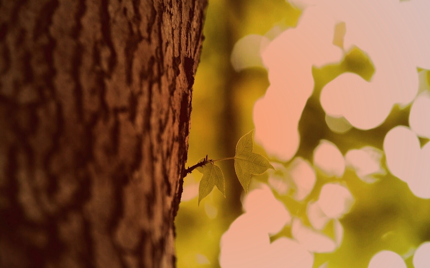 Листок на стволе дерева обои