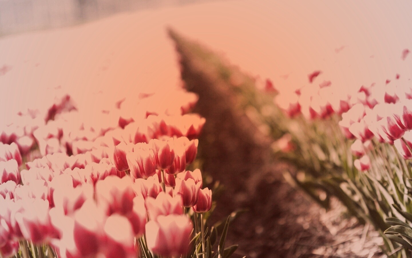 Тропинка в поле розовых тюльпанов обои