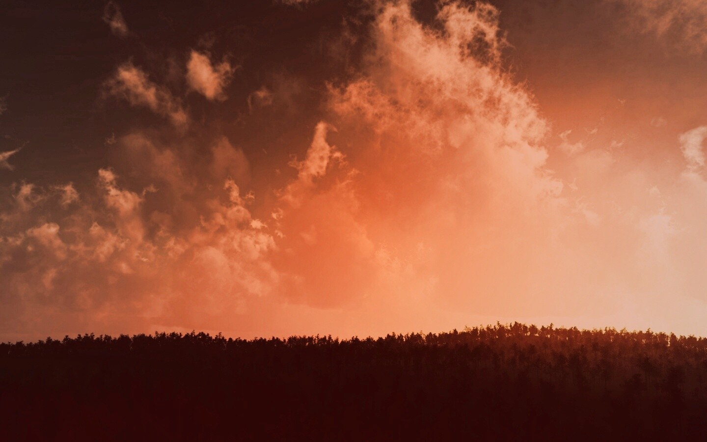 Закат над лесом обои