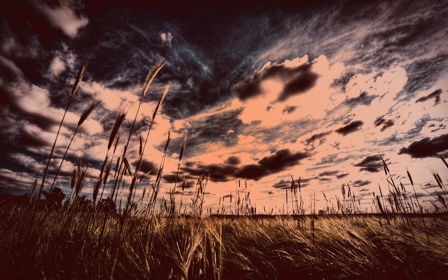 HDR Поле обои