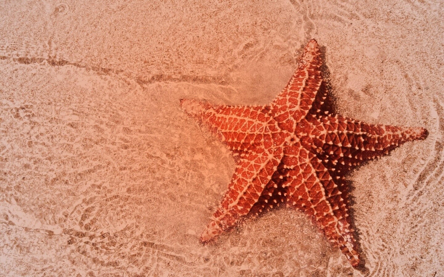 Морская звезда обои
