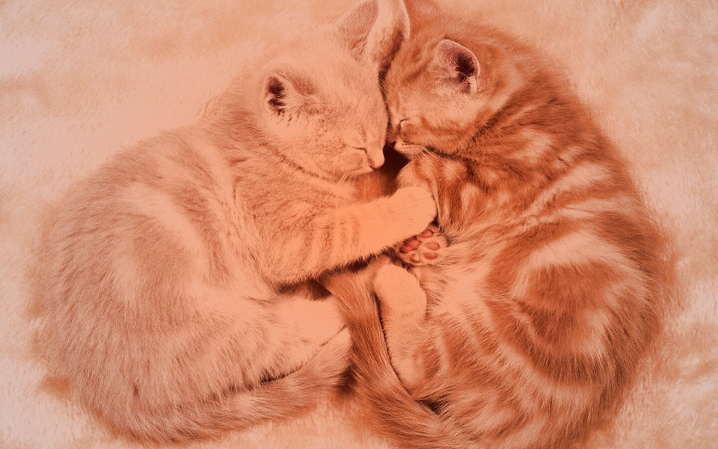 Рыжие котята в обнимку обои