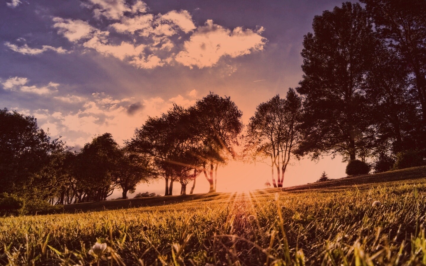 Лучи солнца на траве обои