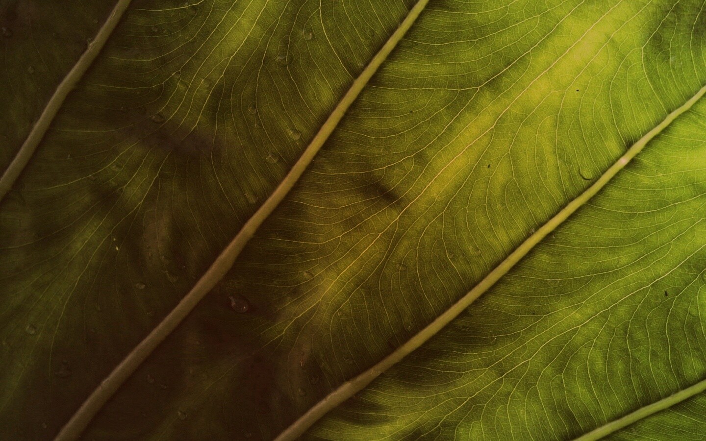 Прожилки на листе обои