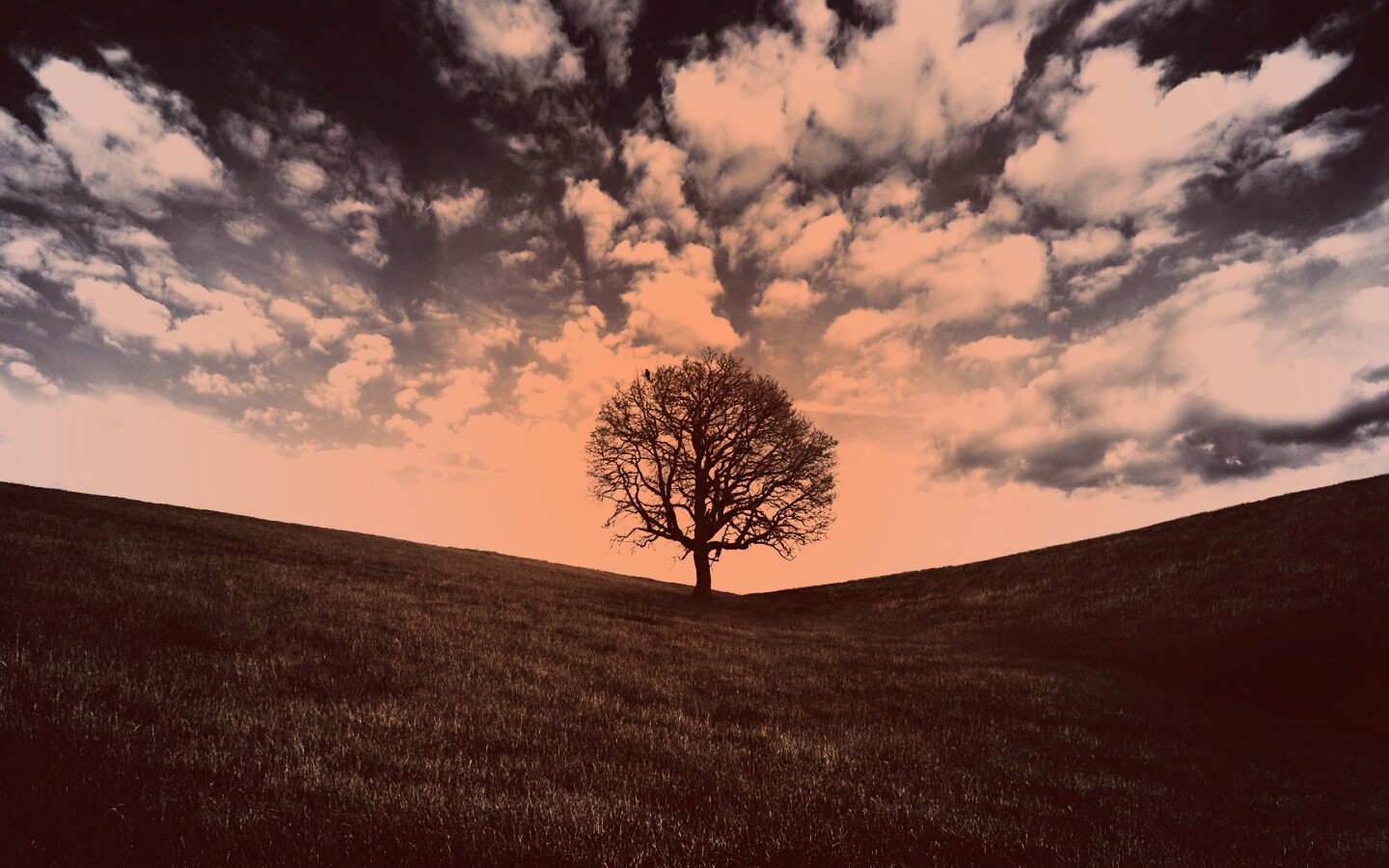 Холм одинокого дуба обои