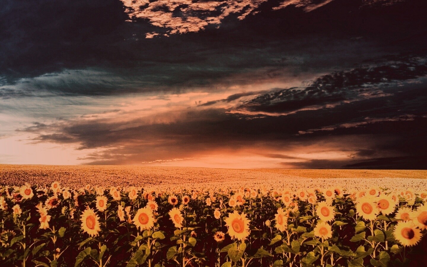 Целое поле подсолнухов обои