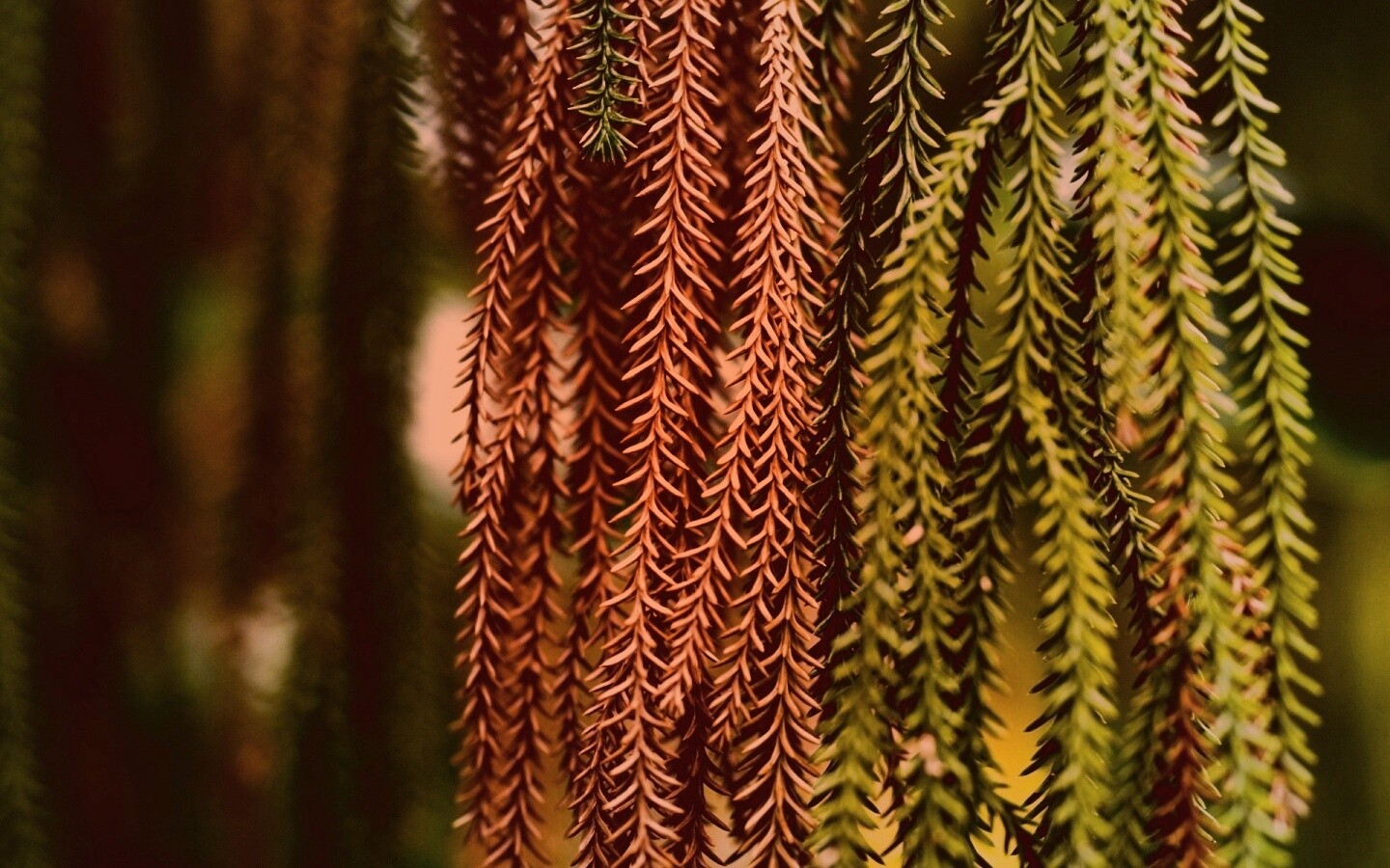 Зеленые колючки обои