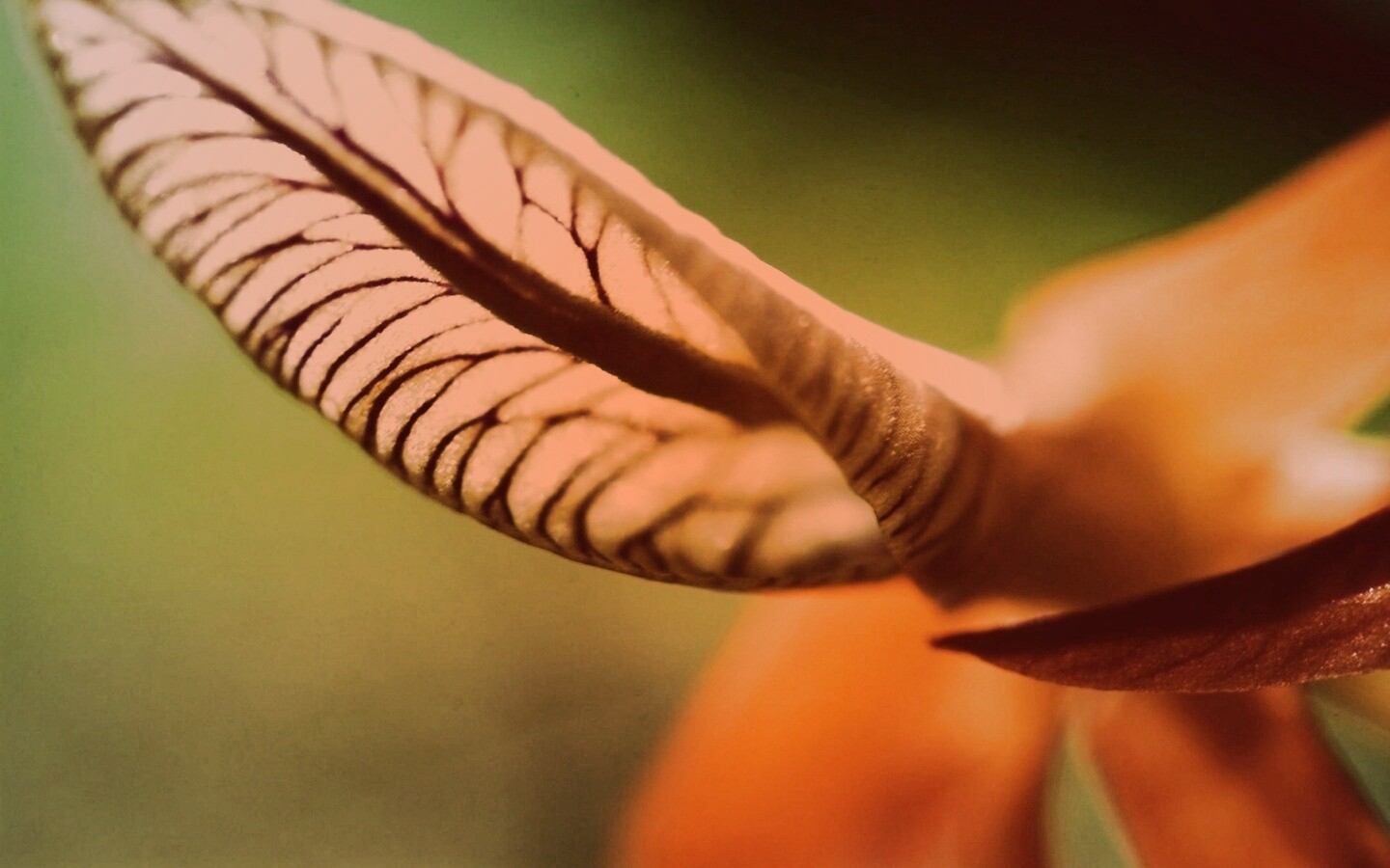 Сетчатый лист обои