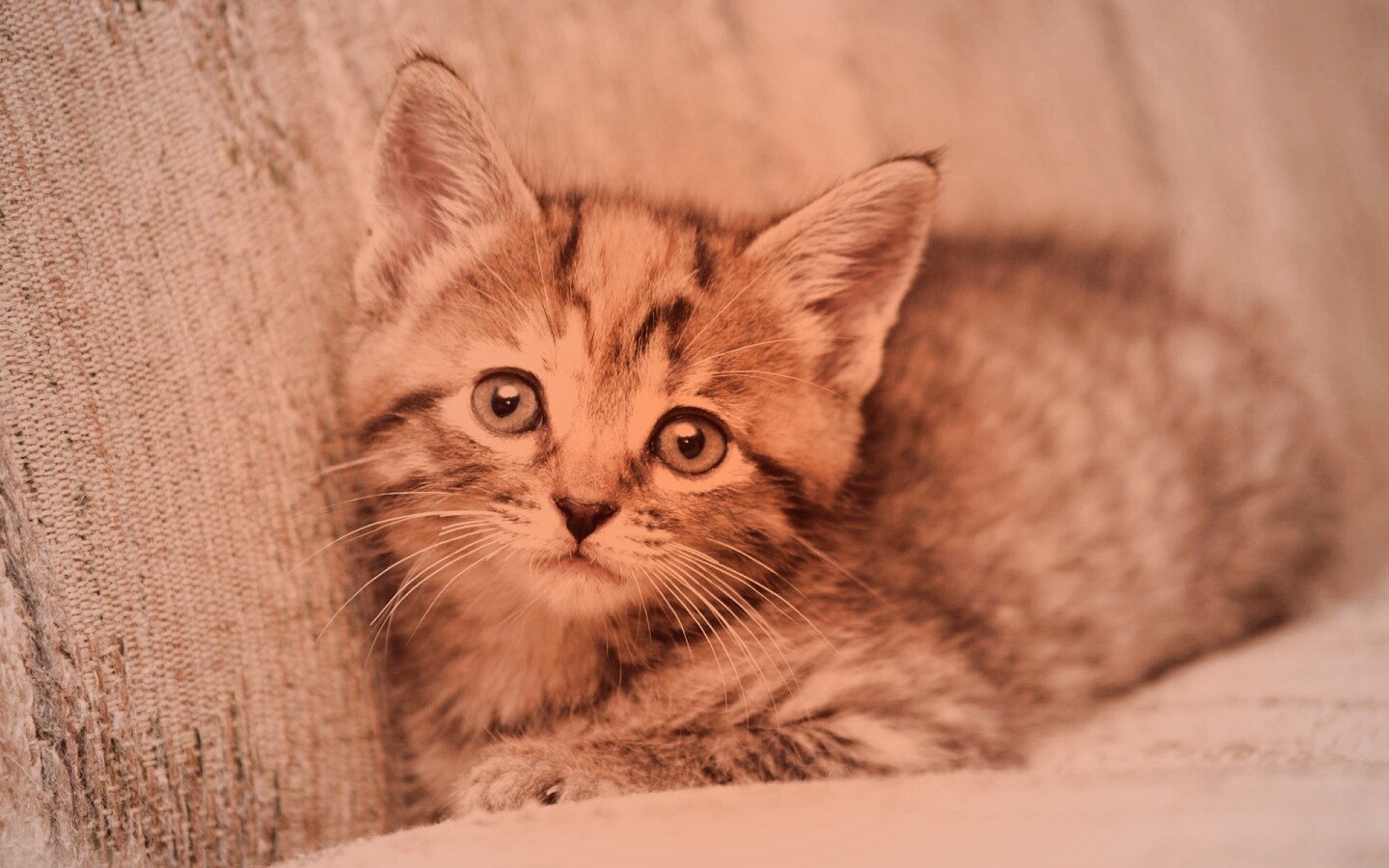 Милый маленький котенок обои