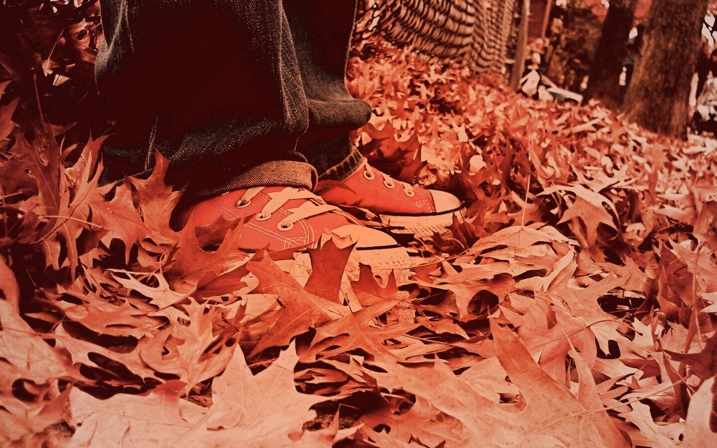 Оранжевые кеды обои