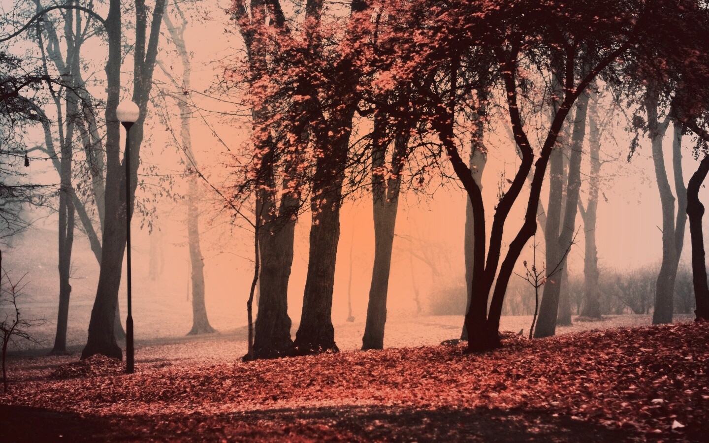 Парк красных листьев обои