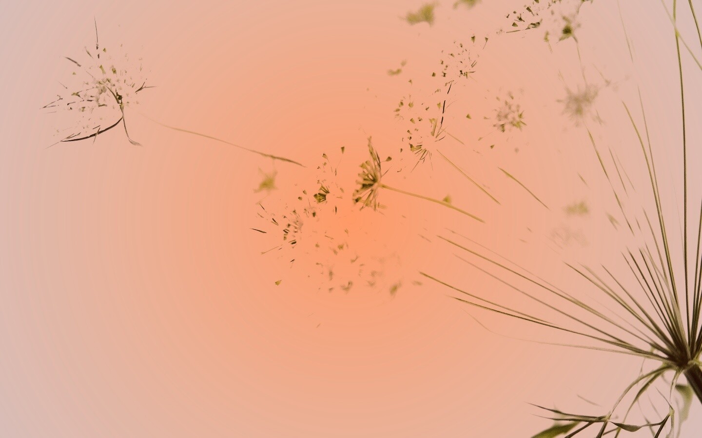 Цветы в макро обои