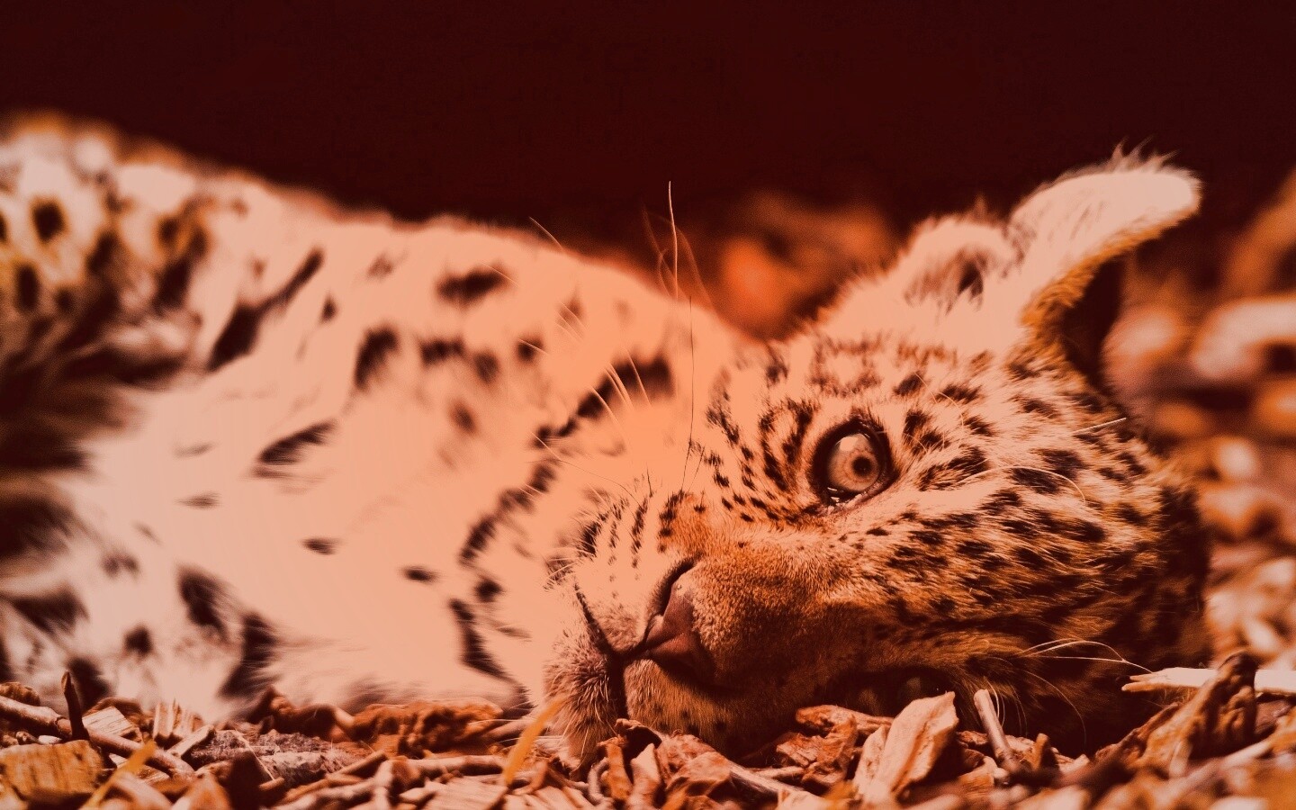 Гепард котенок обои
