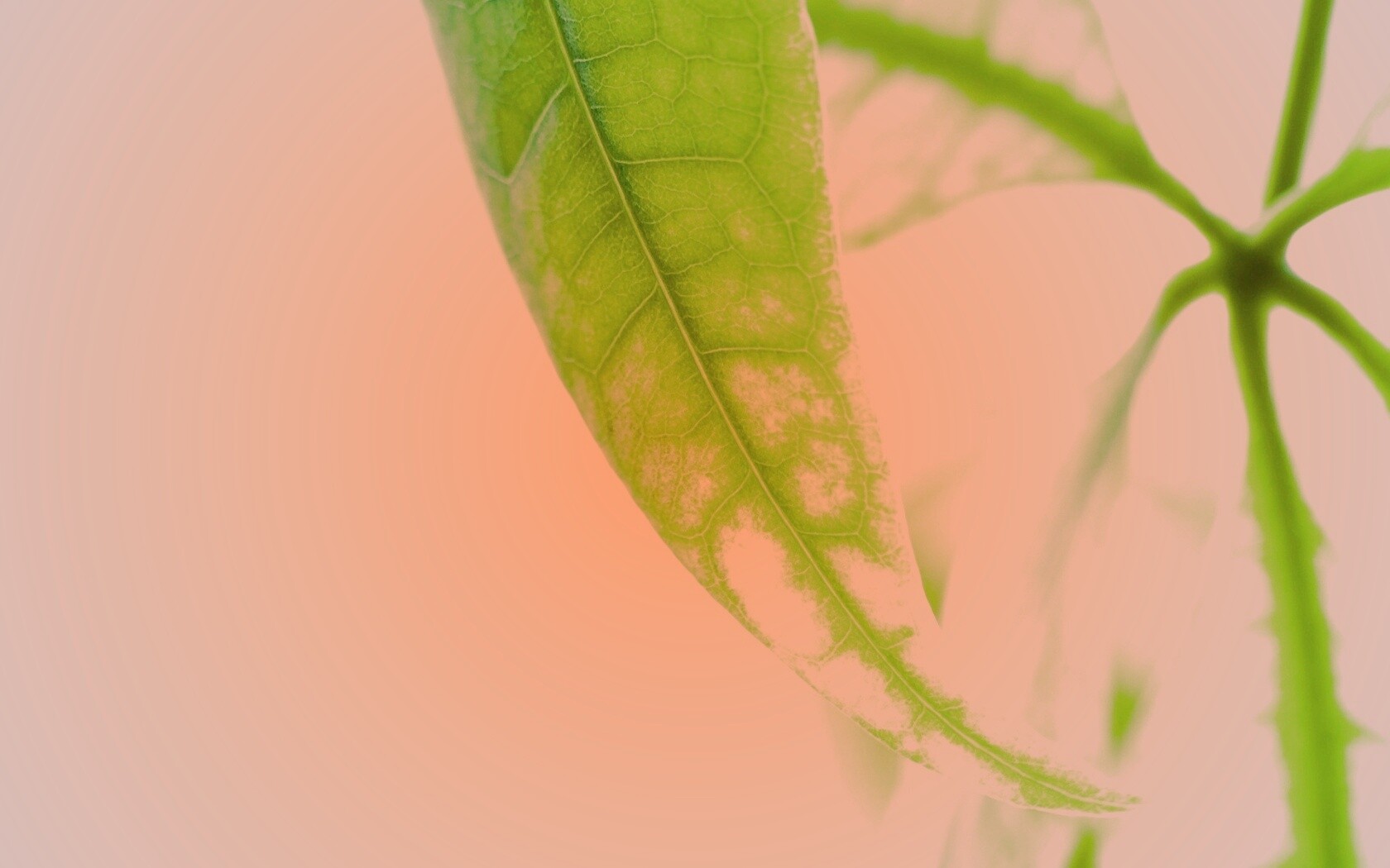 Зеленый листок обои