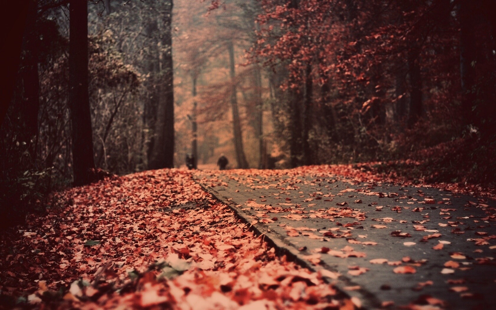 Осенняя дорога обои