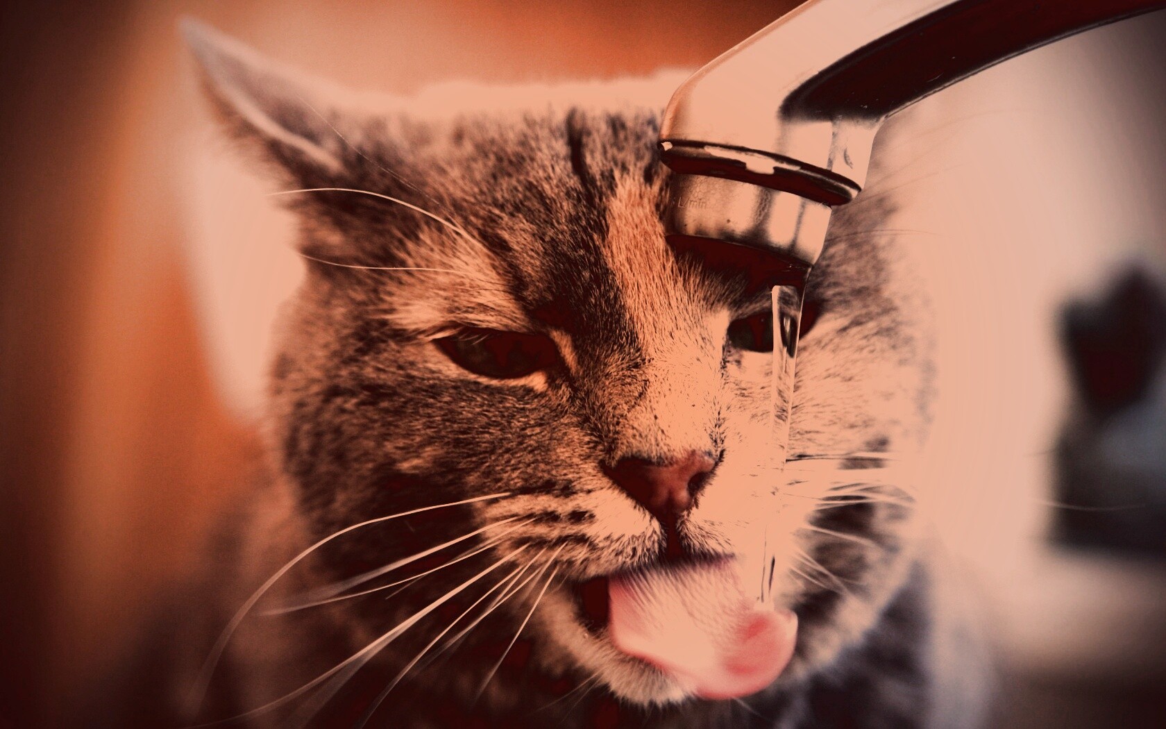 Кот пьет из под крана обои