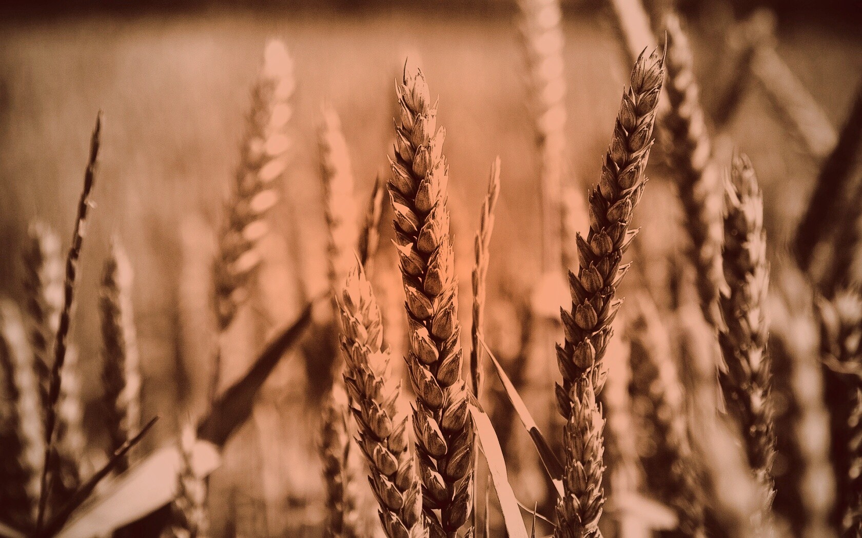 Молодые пшеничные колосья обои