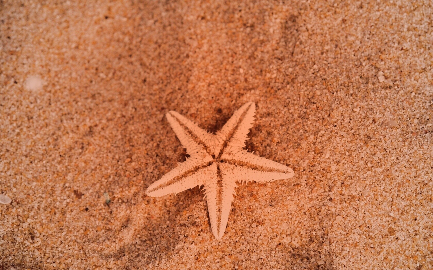 Морская звезда на песке обои