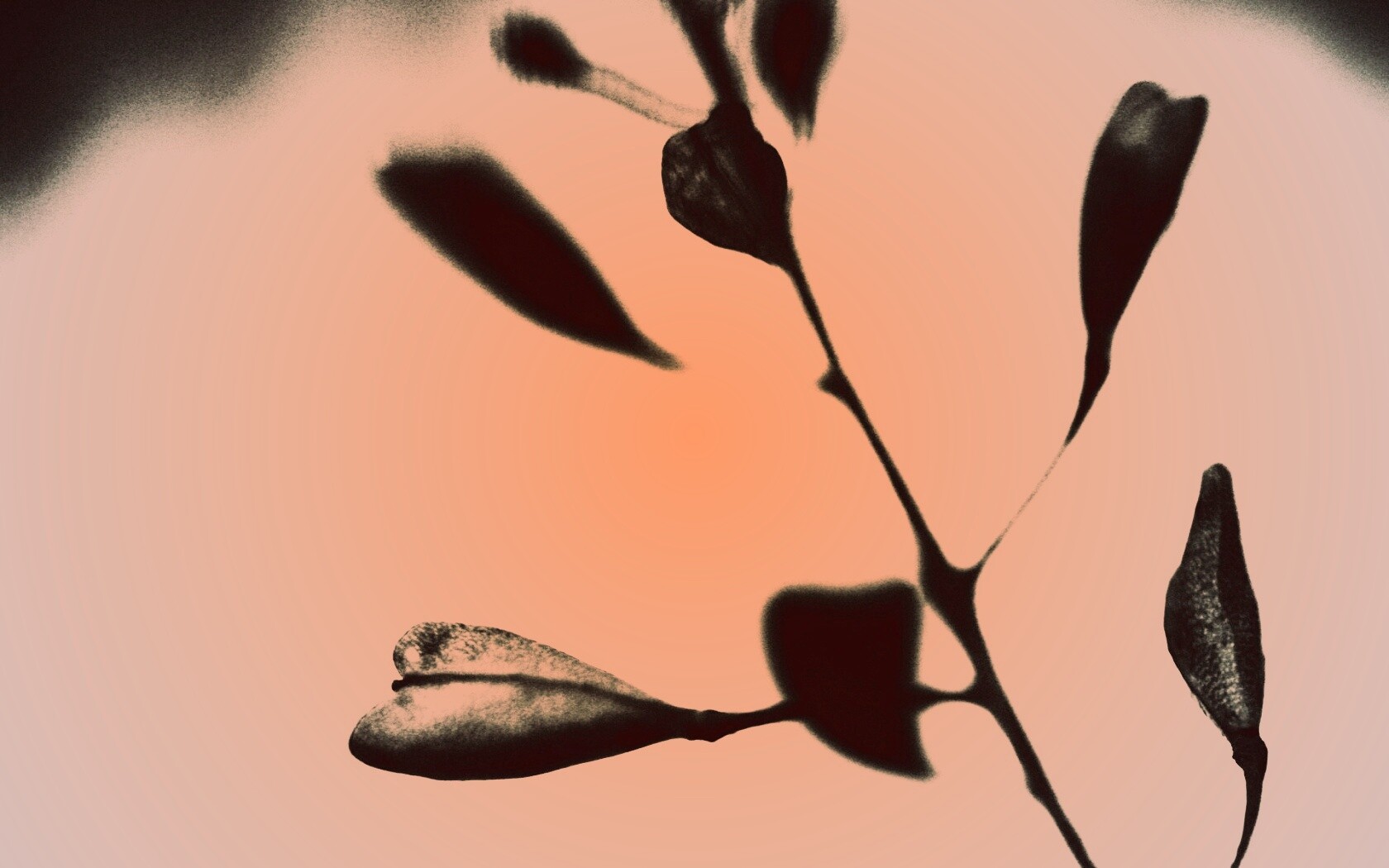 Усыхающие листья обои