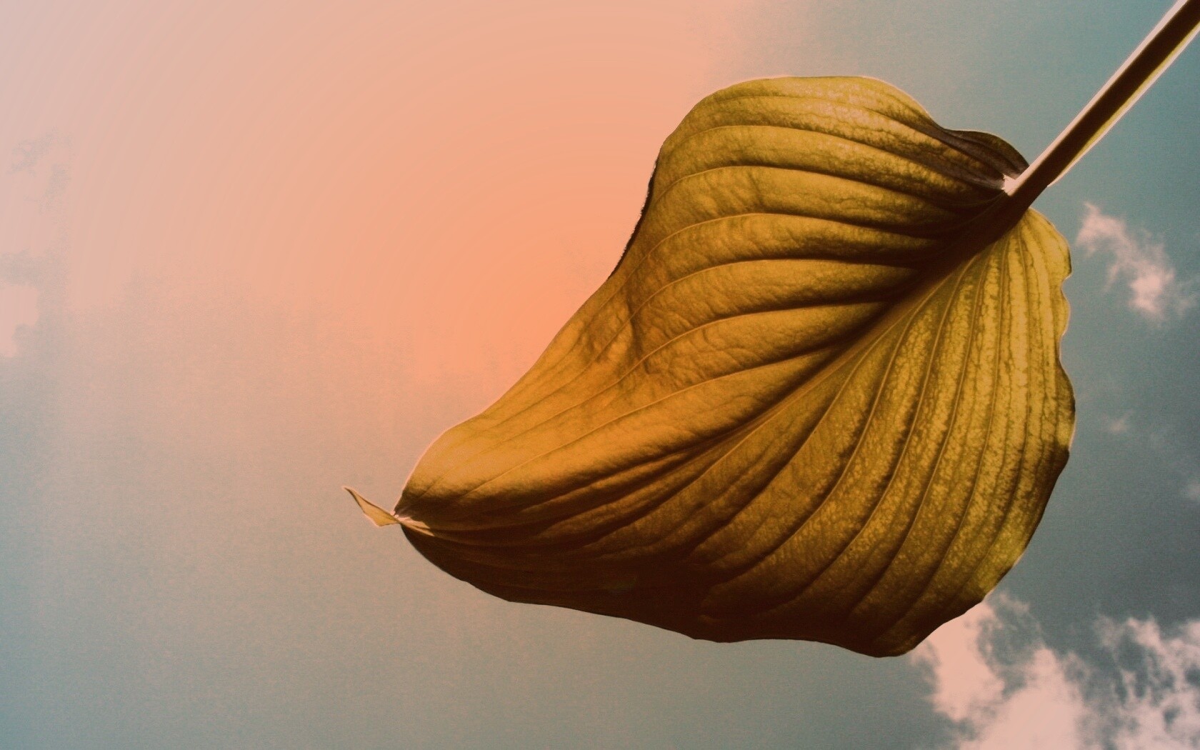 Листик тянется к солнцу обои