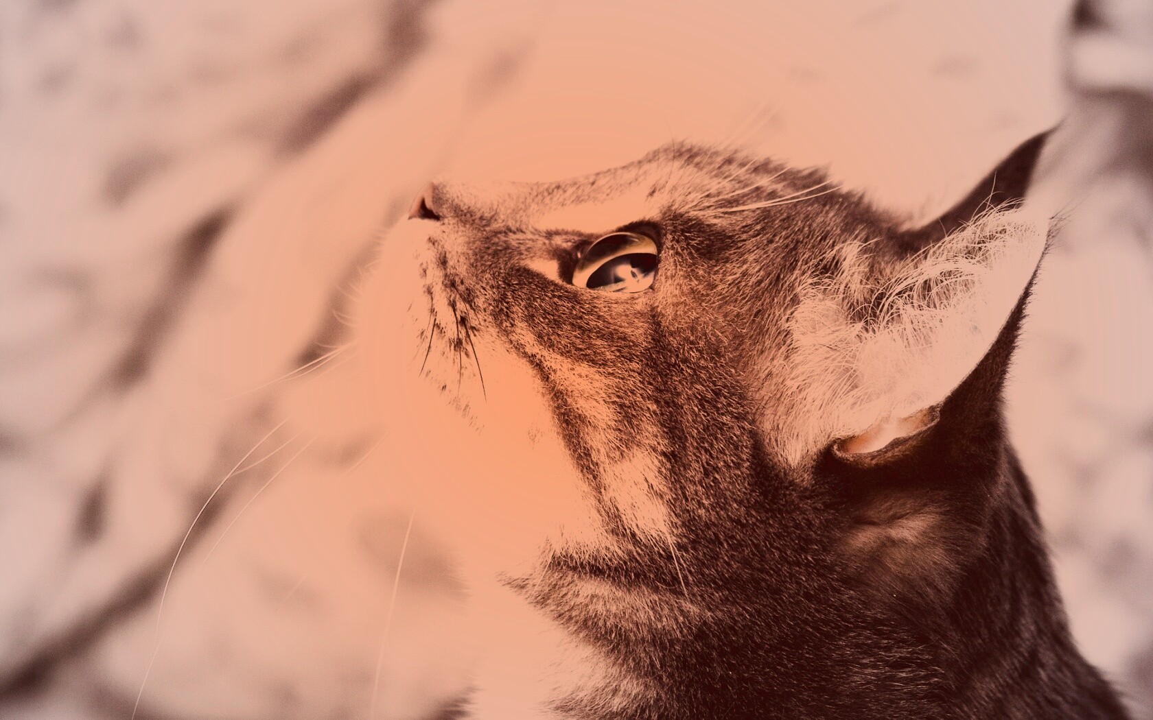 Котик смотрит верх обои