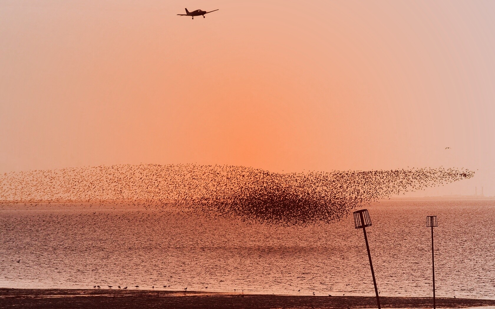 Взлетающая стая птиц обои
