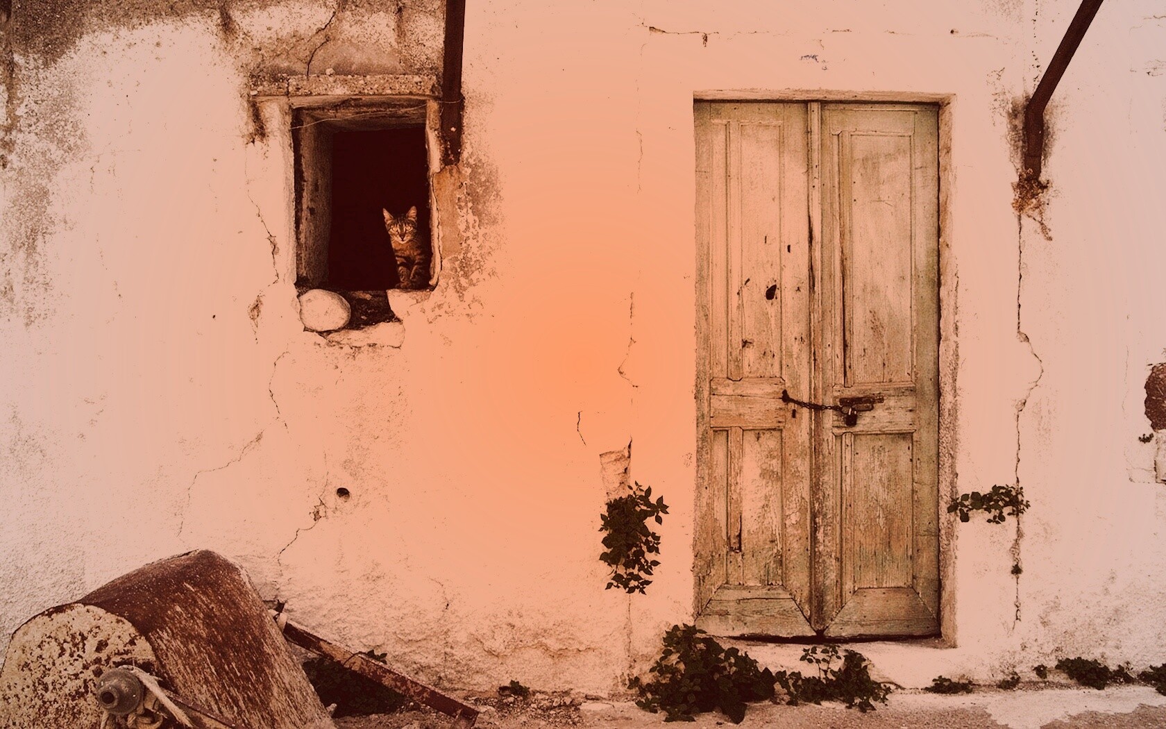 Кот выглядывает из разрушенного дома обои