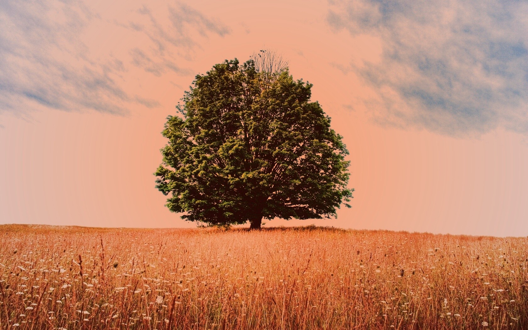 Зеленое дерево в желтом поле обои