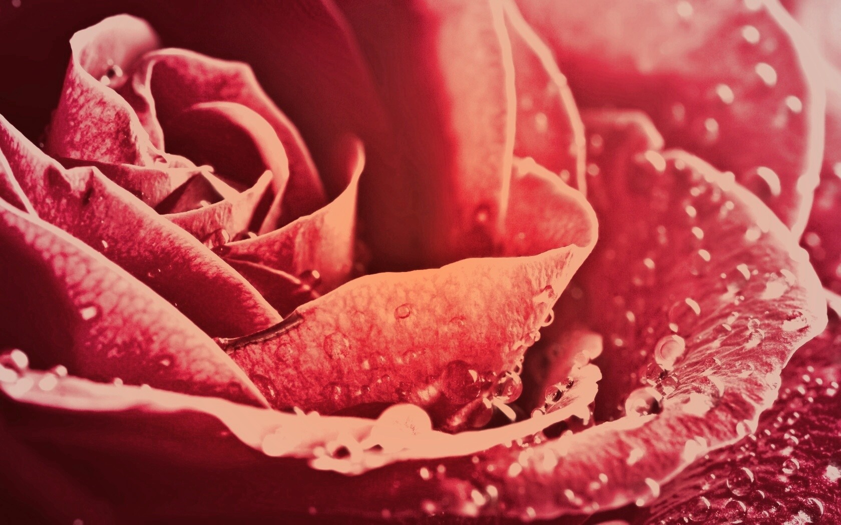 Капли на бутоне розы обои