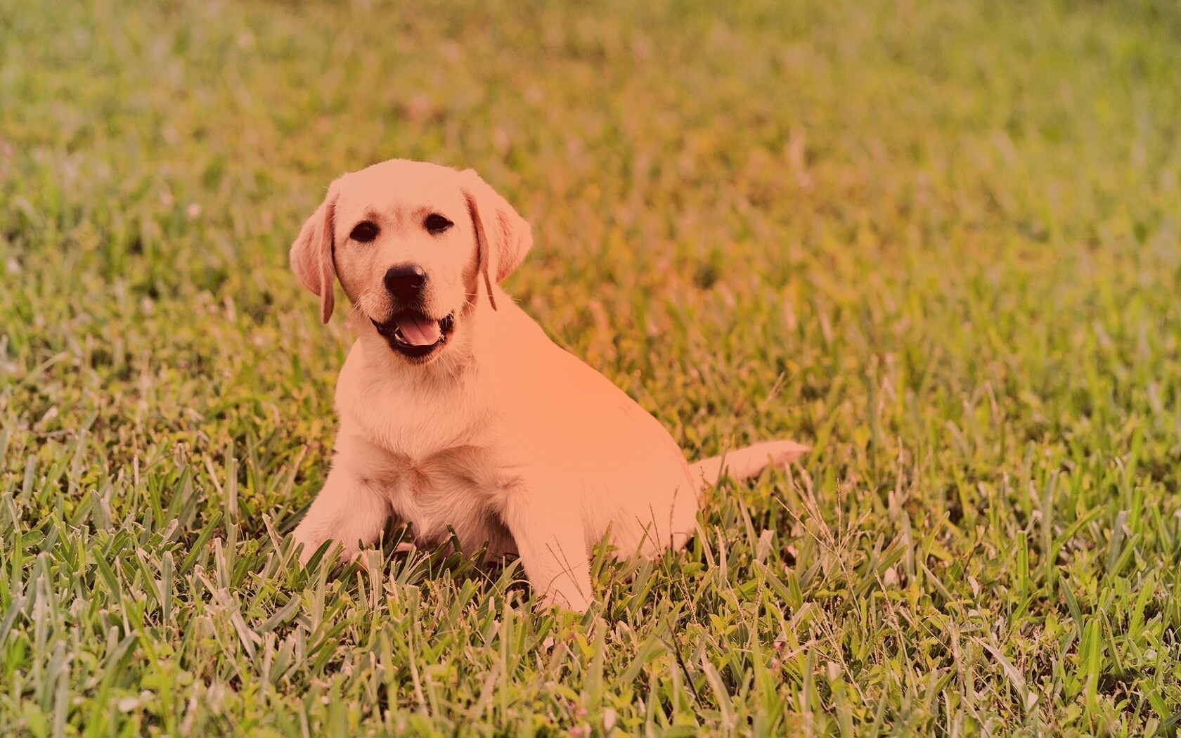 Щенок лабрадора в траве обои