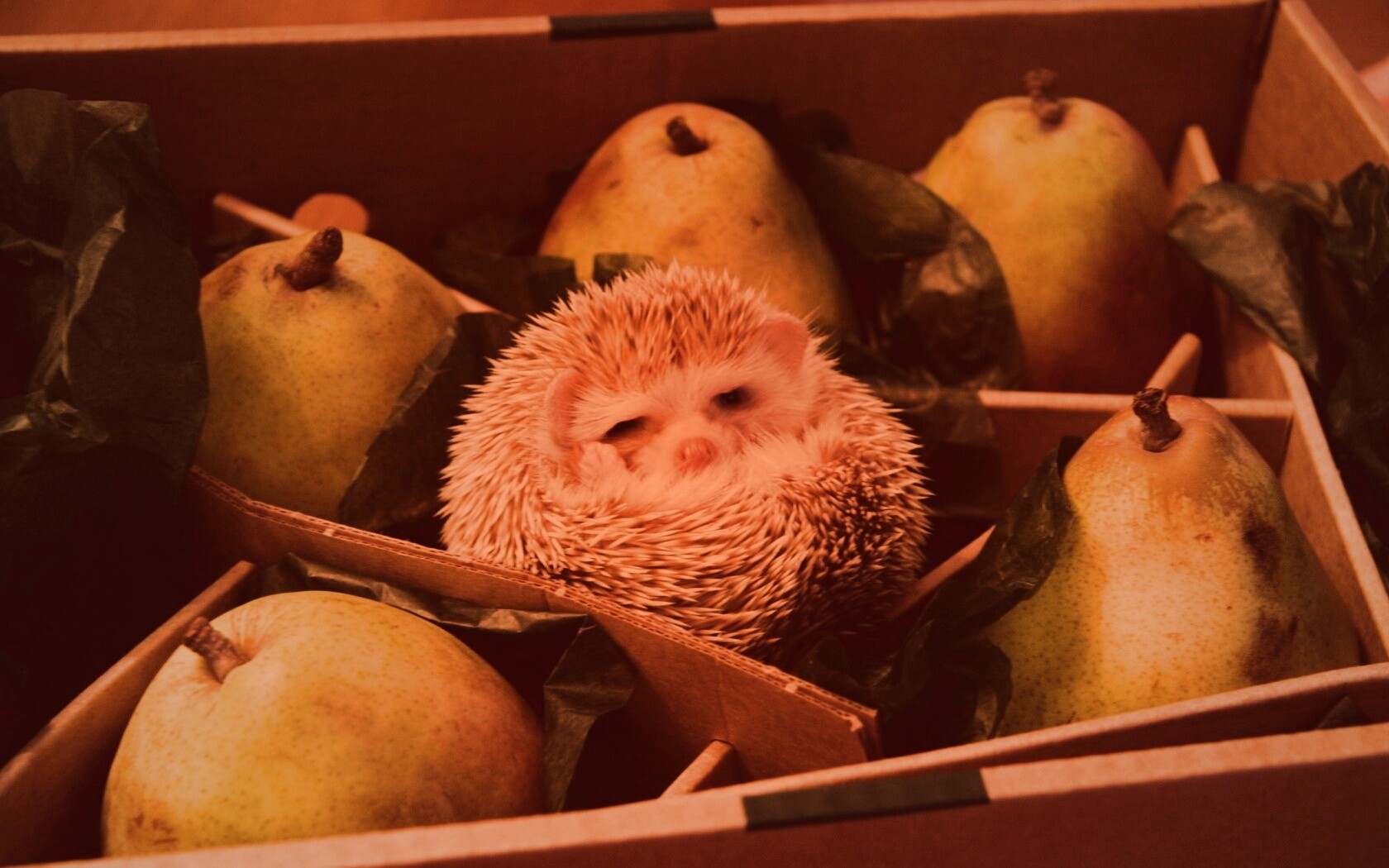 Ёжик в грушах обои