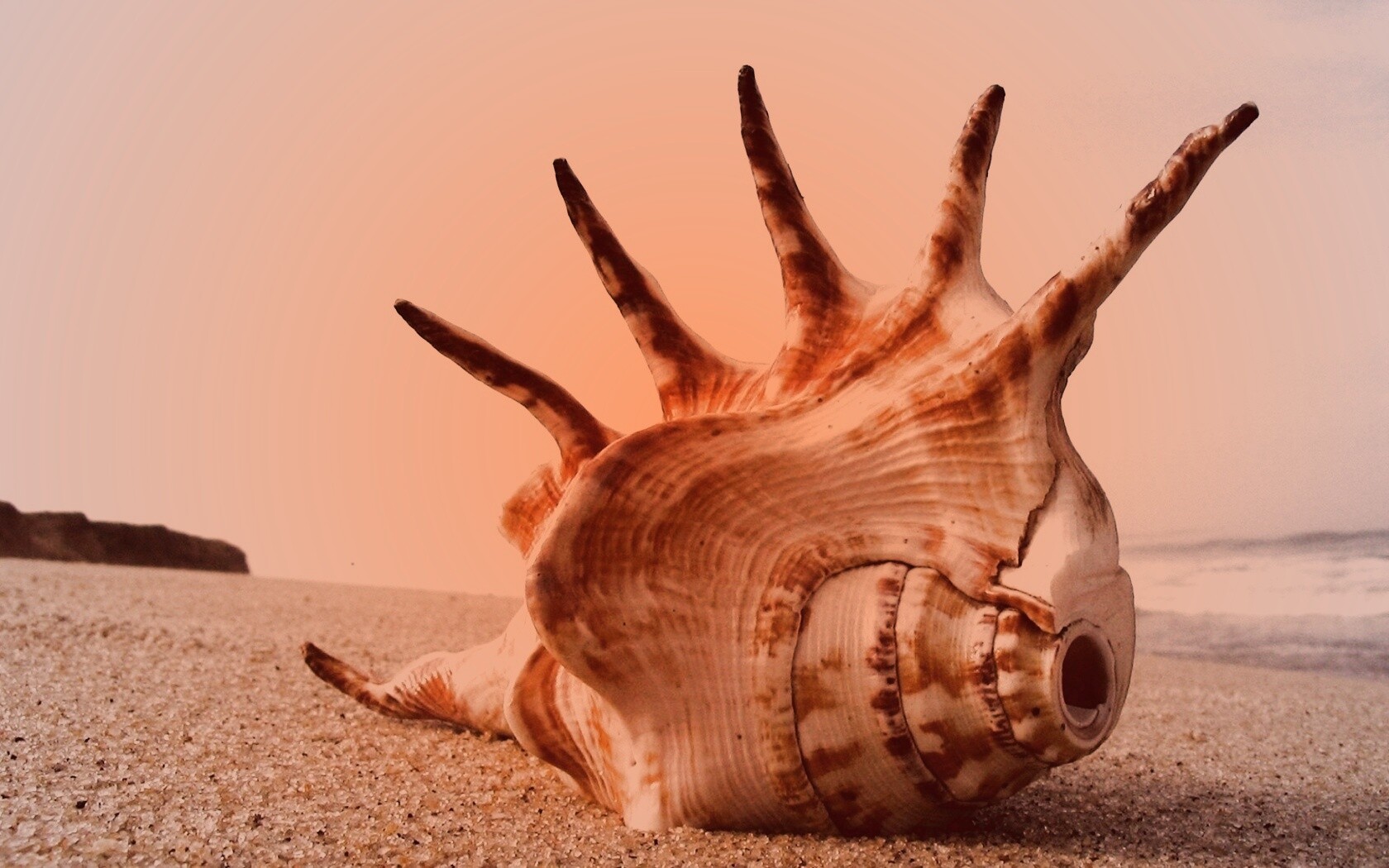 Раковина с гребнем обои