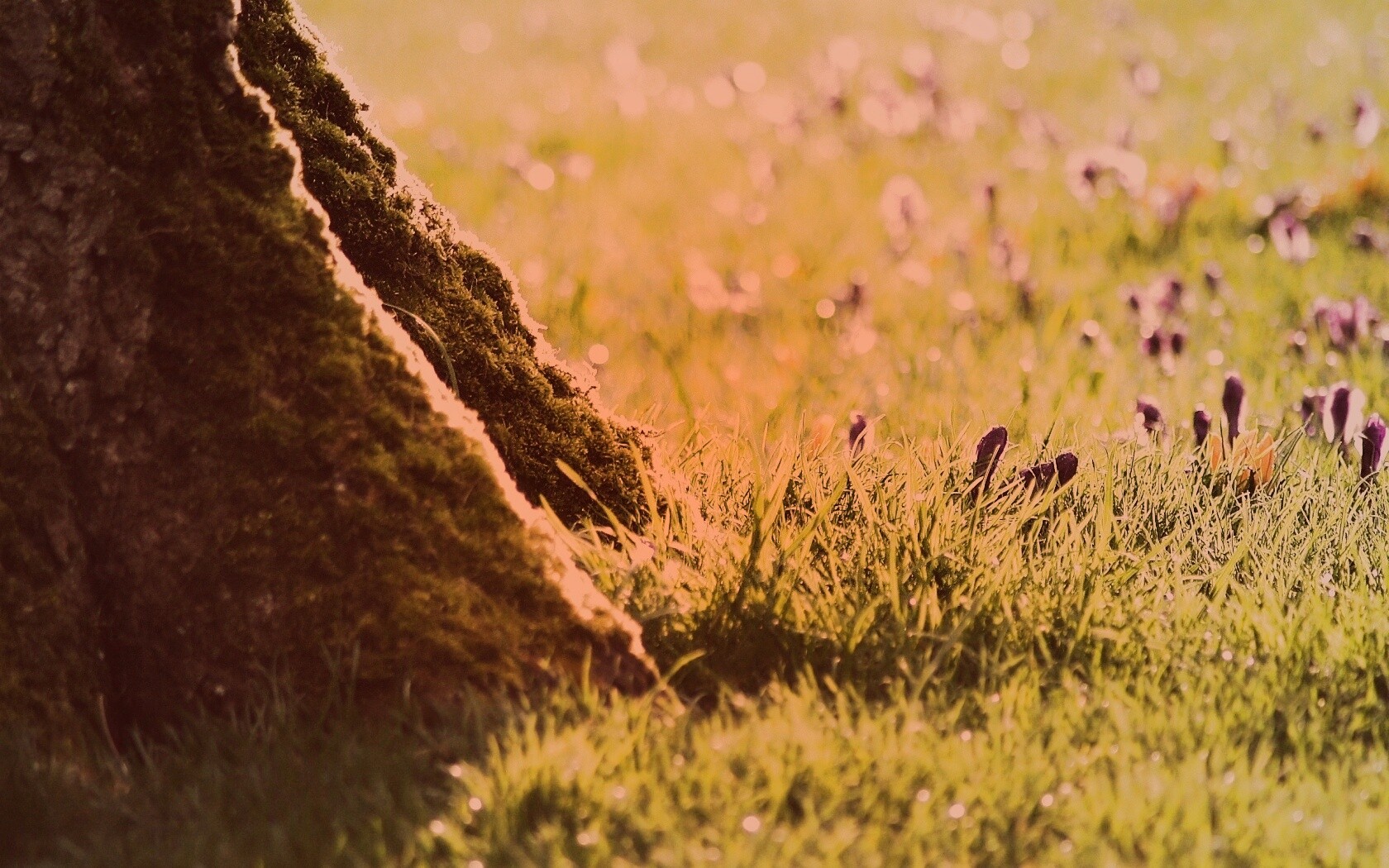 Дерево в траве обои