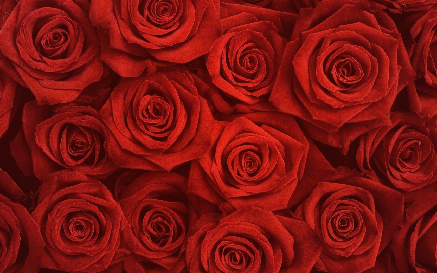 Букет красных роз обои