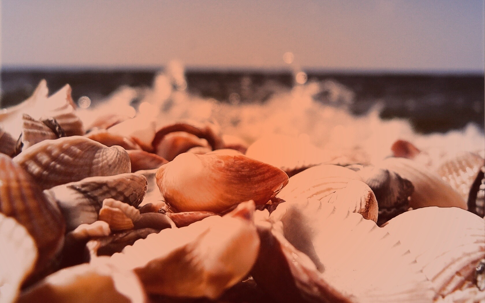 Морские ракушки обои