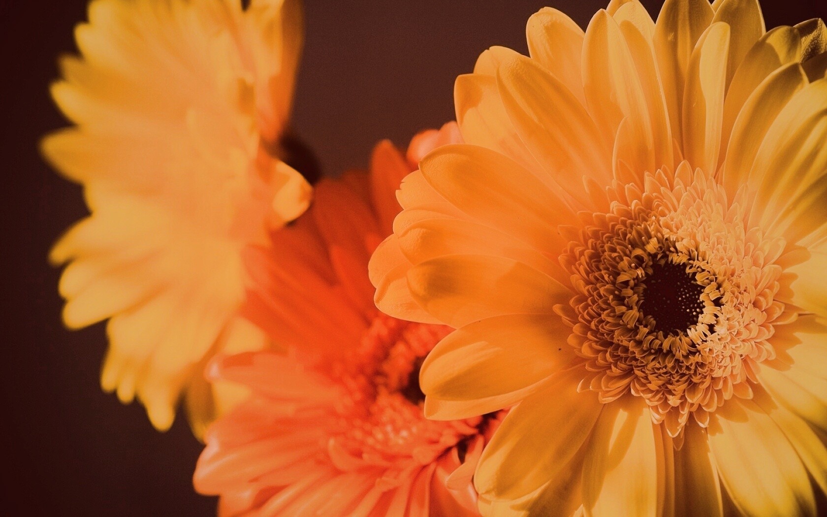 Желтый гербер обои