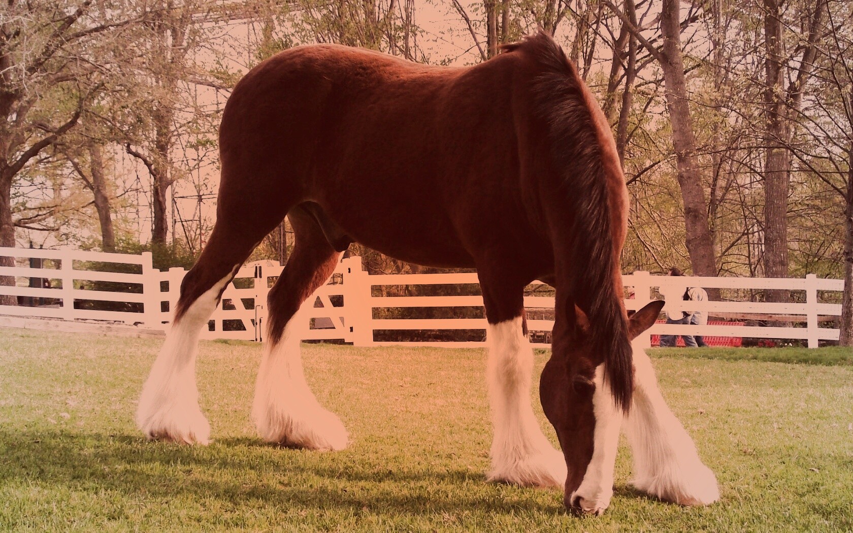 Лошадь с лохматыми ногами обои